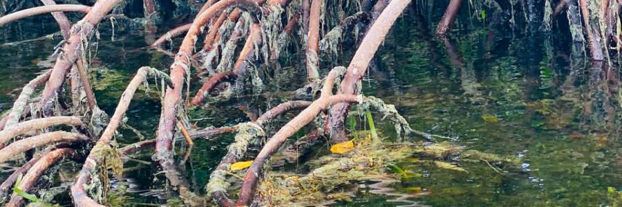 Cover image for post Mangrove Soul, by LucyMontana