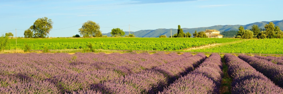 Cover image for post Grassroots (Part 1), by JaredHammer