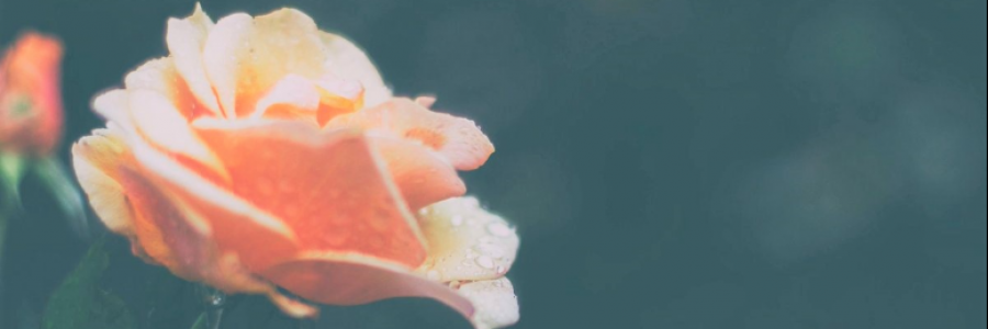 Cover image for post ., by anarosewood