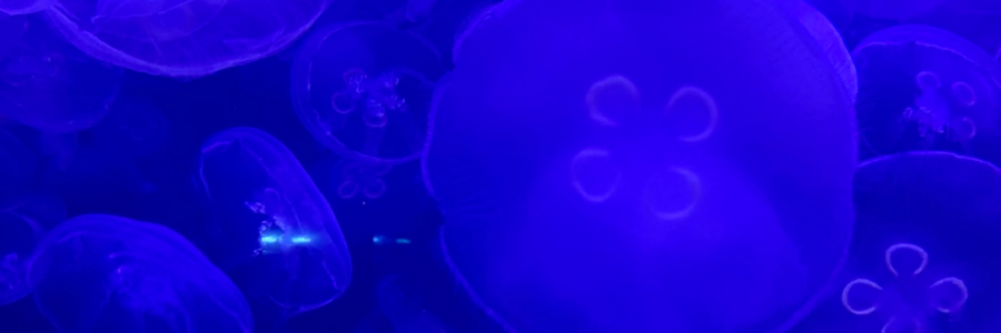 Cover image for post Around this time 7 years ago., by EliFri