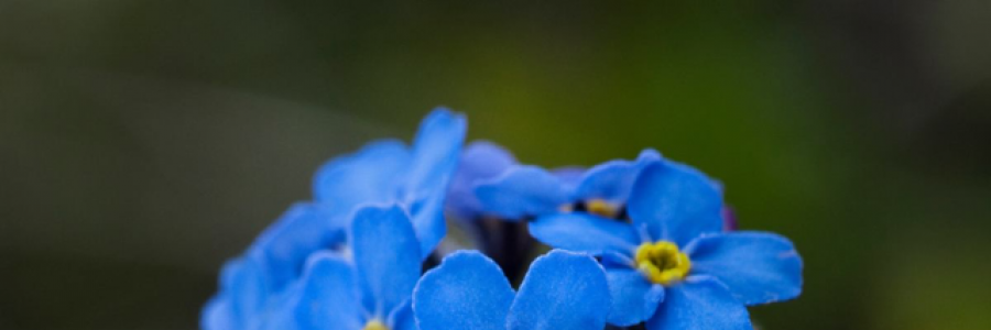 Cover image for post Forget me not, by DuncanAlidza