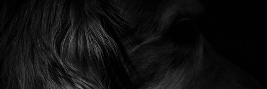 Cover image for post Helpless, by canyon