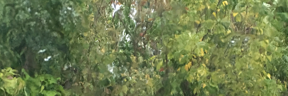 Cover image for post Scars, by KuroiCoeur