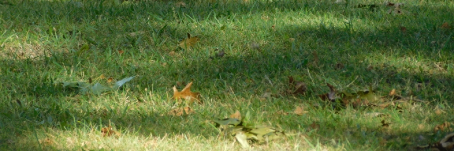 Cover image for post Together At Last, by LexiCon