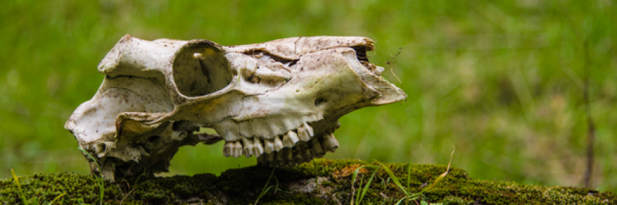 Cover image for post boiling eyes, by photetry