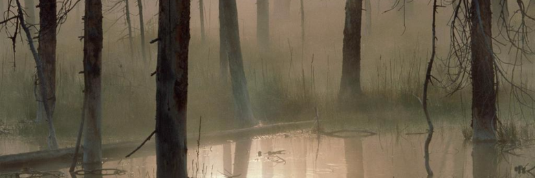 Cover image for post Peace among, by Naomi