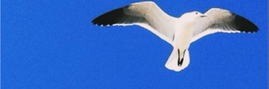 Cover image for post Fly, by athenaknowz