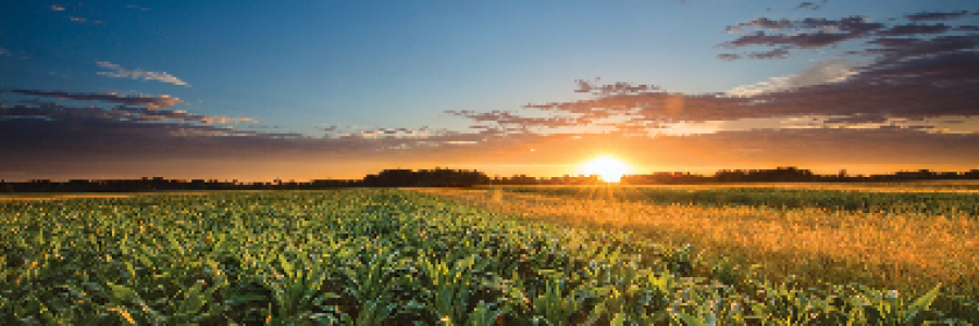 Cover image for post Nostalgia, by MariAntoinette