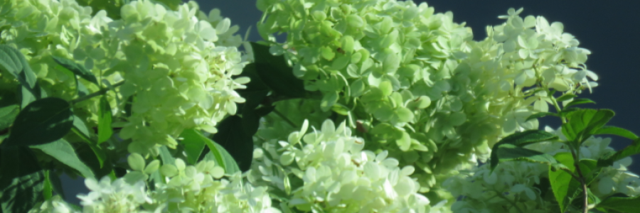 Cover image for post Books, by LexiCon