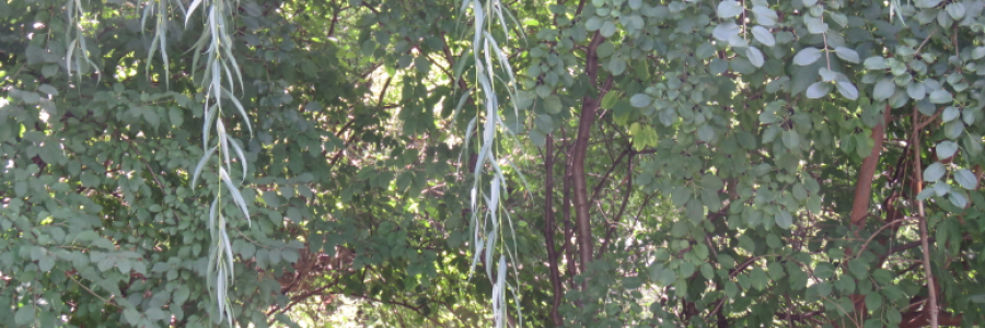 Cover image for post ~The Kiss~, by LexiCon