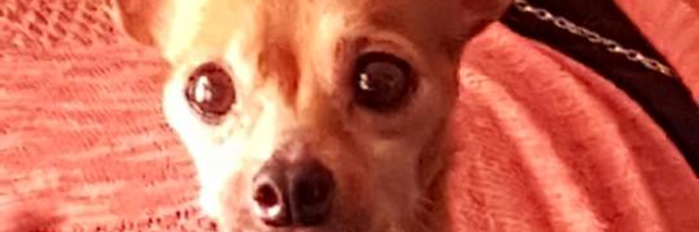 Cover image for post Precious, by JustBear