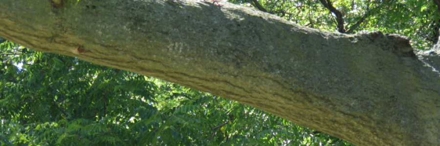 Cover image for post Grief and Purpose, by LexiCon