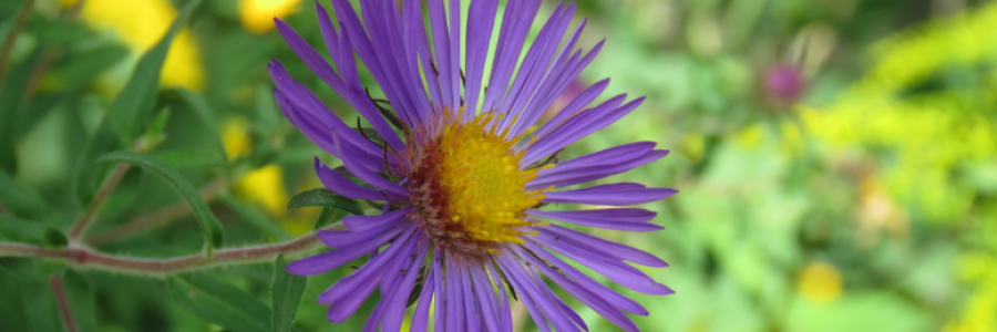 Cover image for post Unconditional Love, by LexiCon