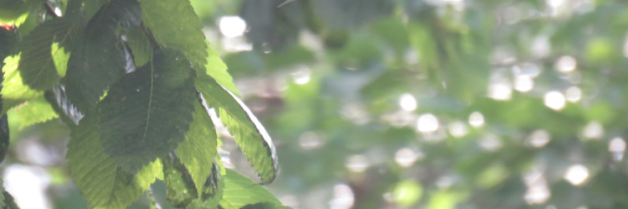 Cover image for post Refusal to Fight, by LexiCon