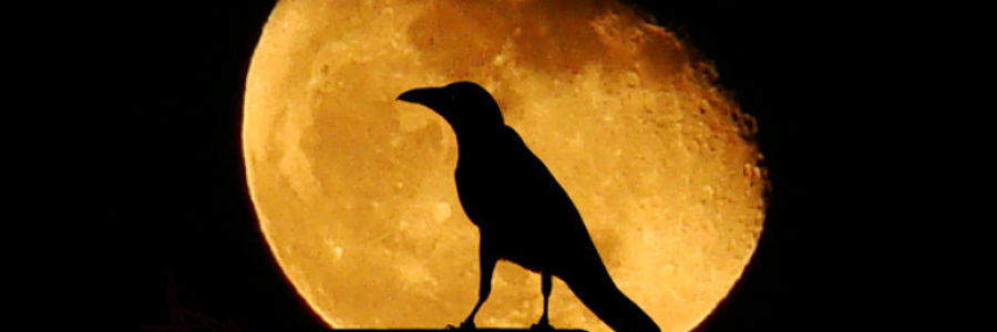 Cover image for post Have To Put Things In Order, by Danceinsilence