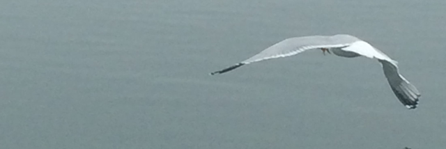 Cover image for post On Falling out of Love, by Bronwyn