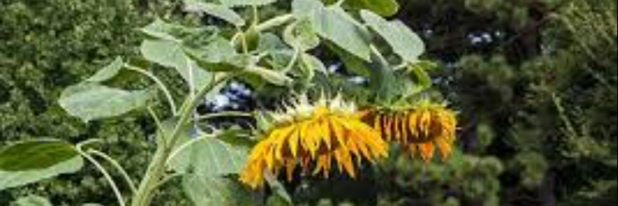 Cover image for post Two Sunflowers, by athenaknowz