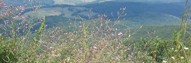 Cover image for post Oh, mother, by iamhm