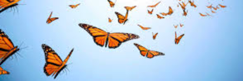 Cover image for post Aired Butterflies, by sandflea68