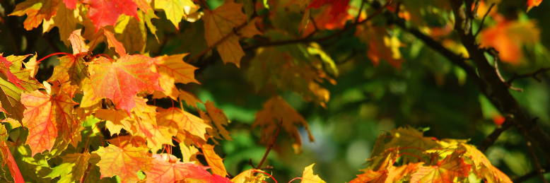 Cover image for post Life, as a Moment, by Wayfare