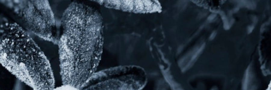 Cover image for post A Forgotten Poet, by TeaRise