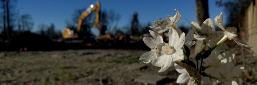 Cover image for post Bloom, by JaredHammer