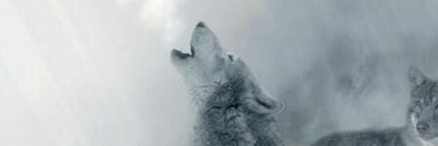 Cover image for post Autumn time sadness..., by Sherzod