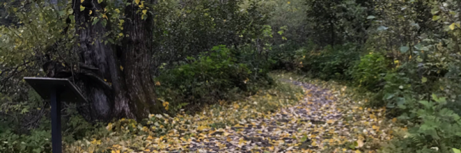 Cover image for post Cottonwoods, by northernlight