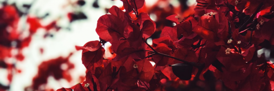 Cover image for post The Land of Love, by Sanjana_S