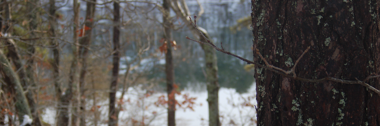 Cover image for post They, by greermel