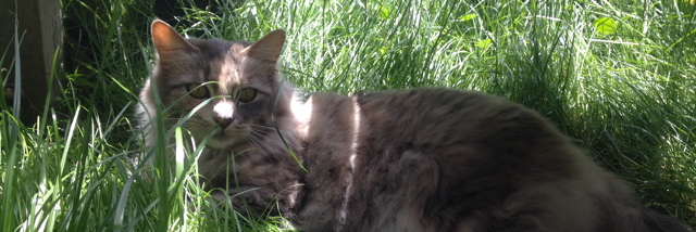 Cover image for post Untitled, by leoharoon