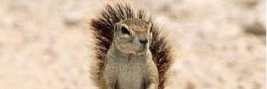 Cover image for post CAG Monster, by Pepsicola