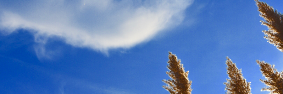 Cover image for post A short autumn walk, by NoahFence