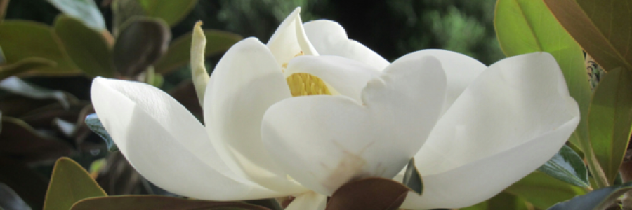 Cover image for post Troubled Love, by McBride