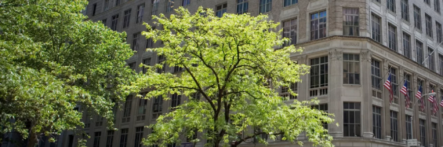 Cover image for post A Great Tree, by TBHughes