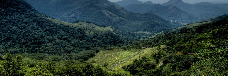 Cover image for post Ever Green, by MercyJones