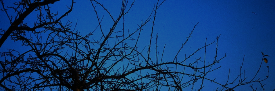 Cover image for post Twilight, by GlassDragonfly