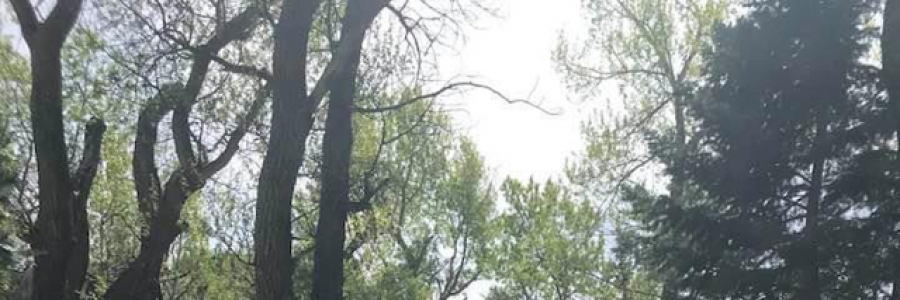 Cover image for post Dense, by SignatureSquid