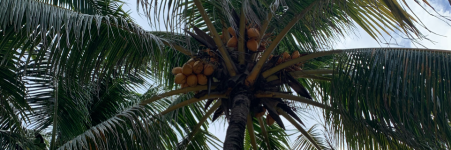 Cover image for post Questions out & in, by TreeTop7