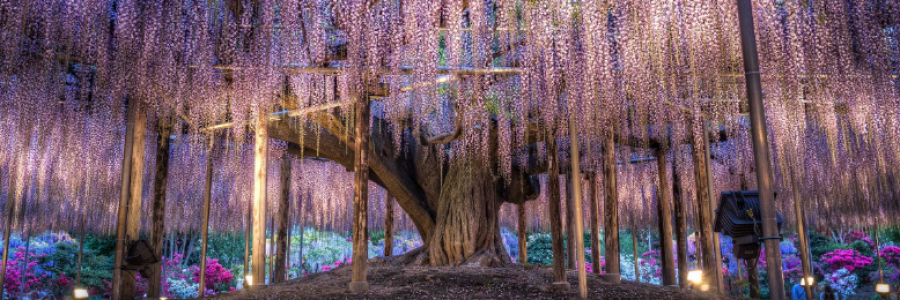 Cover image for post The Tree, by Taki