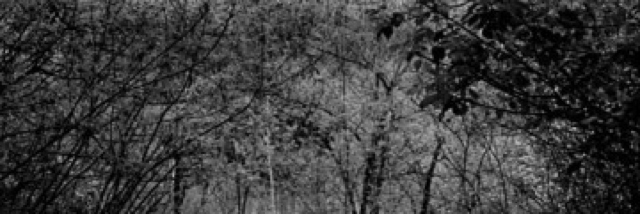 Cover image for post Path Less Traveled, by Valerie