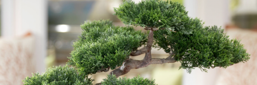 Cover image for post Bonsai, by Pithypoetry