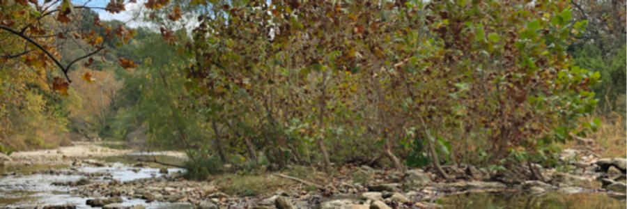 Cover image for post Untitled, by BatelEvvie