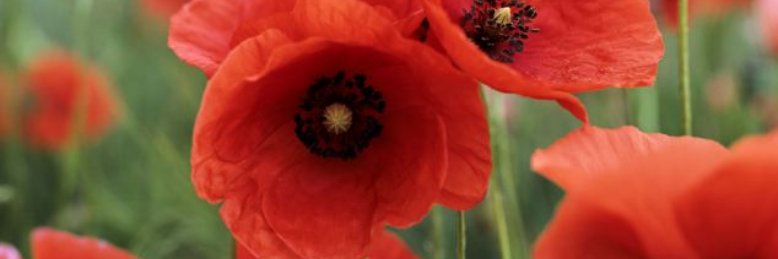 Cover image for post Field of Poppies, by sandflea68