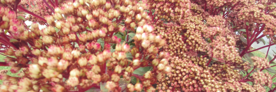 Cover image for post A Library In Itself, by LexiCon