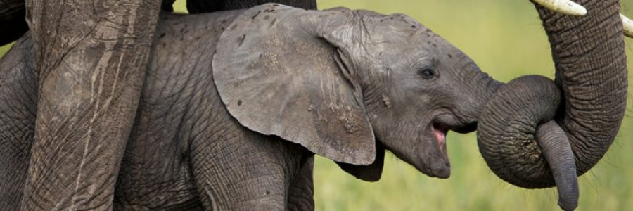 Cover image for post Elephant in the Room, by Taki