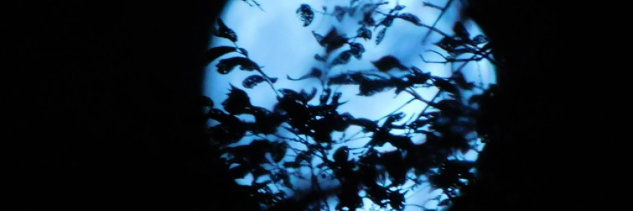 Cover image for post Feast of Strangers, by LexiCon