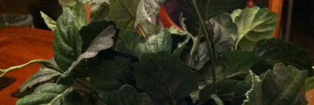 Cover image for post Yes I know I look 12 you don't have to tell me, by Karlacaldera