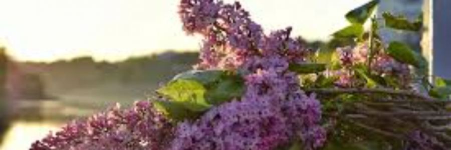 Cover image for post forget me not, by the_contranym