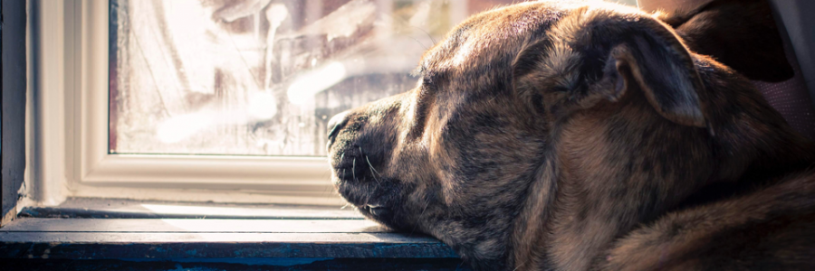 Cover image for post Acting, by Kiarac8